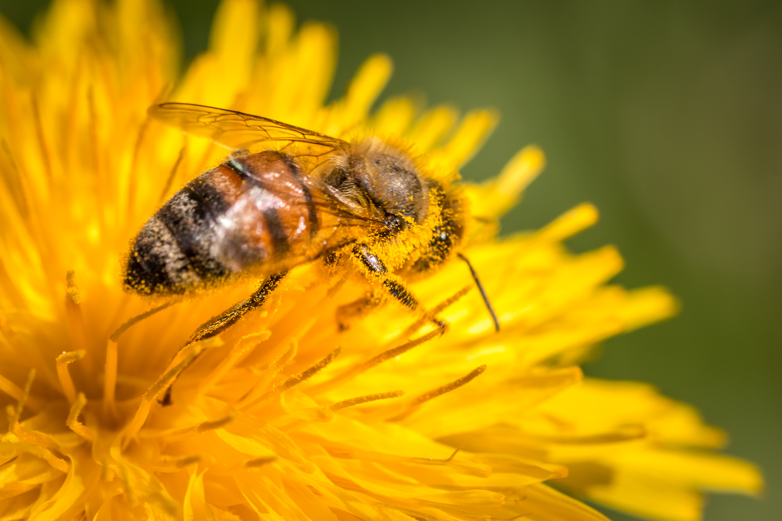 Imkerverein Bregtal e.V.